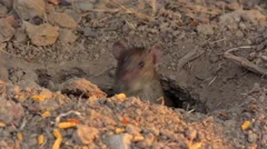 Big gray rat in their burrows