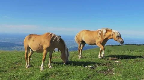 0449 UHD Group of horses in the summer pasture Video stock 40703535