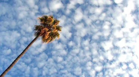 0450 Palms and Cloudy Sky Video stock 33576131
