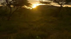 AERIAL: Sun setting behind acacia trees in Africa