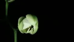 Flower Time-Lapse - White Orchid Opening - 30FPS
