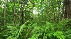 ferns in tropical forest