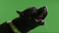 Black mad dog barking on green screen