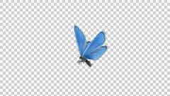 Butterfly - Round Flying - 13 L - Blue Adonis - Large - Loop - Alpha channel