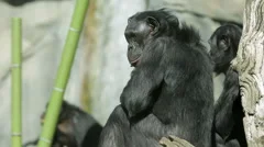 Bonobo chimpanzee apes