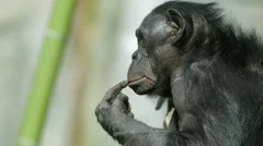 Bonobo chimpanzee ape sitting by waterfall