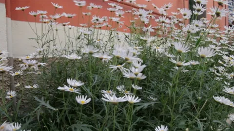 046 close up bunch of Daisy's blowing in the wind in france cannes with green Stock Footage 131024486