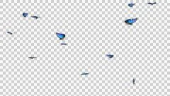 Butterfly Swarm - Blue Swallowtail - Close - Loop - Alpha channel