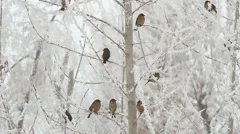 Birds on a tree over sky at winter day