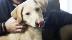 Lab Puppy Sitting on Man's Lap and Licking Lips