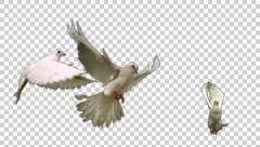 Flock of white doves - alpha