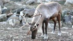 4K UHD - Woodland Caribou (Rangifer tarandus caribou) with larger antlers