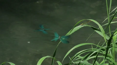 0464 Blue dragonfly, slow motion Stock-Footage 42741813