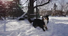 Slow Motion Australian Shepherd Dog Playing with Ball in Snow