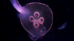 Purple Moon Jellyfish (Aurelia aurita) glides through the Atlantic Ocean.