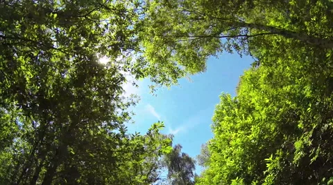 0465 Trees from the bike Video stock 42743029