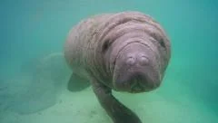 Endangered Florida Manatee swimming in Crystal River, Florida, USA.