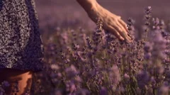 Close up of girl's hand that touches blossoming lavender