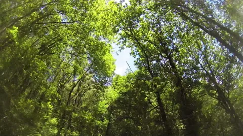 0466 Trees from the bike Stock Footage 42743437