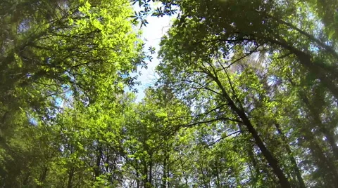 0467 Trees from the car Stock Footage 42746863