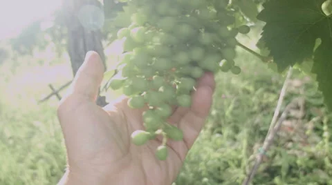 0469 White wine grape. Prosecco Stock Footage 42746541