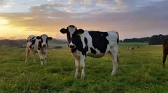 Dairy cattle cow farming sunset / sunrise