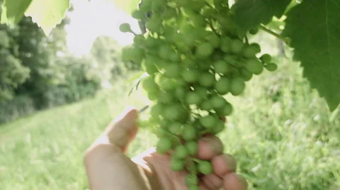 0470 White wine grape. Prosecco Stock-Footage 42747003