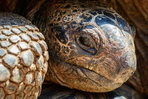 A closeup of a giant turtle, in prison island Zanzibar, Tanzania ...