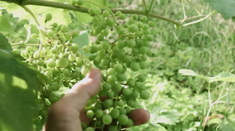 0471 White wine grape. Prosecco Stock Footage 42747171