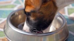 Cute Puppy Eating Dog Food in a Bowl. Close up
