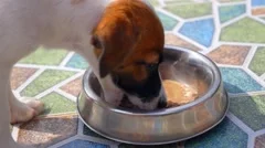 Cute Hungry Puppy Eating Dog Food. Close up