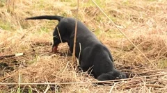 Dachshund dog hunting for moles in the garden
