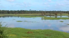 Louisiana Wetlands