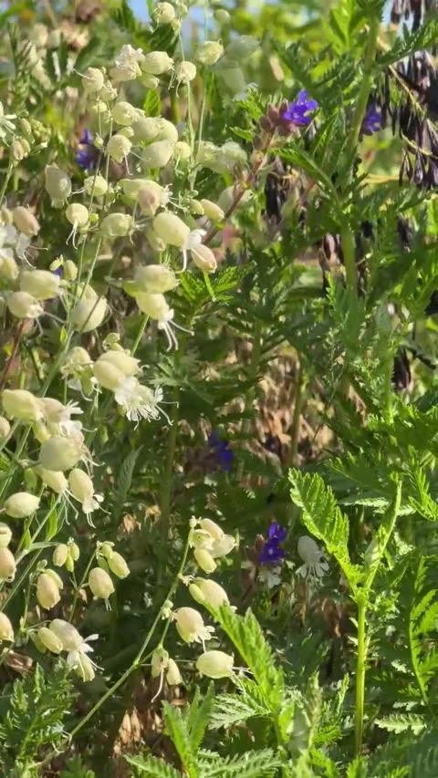 048 White Bloom Focus Video stock 329178046