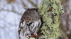 Eastern Screech Owl Turning Head