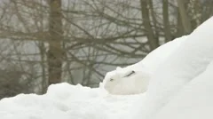 Mountain hare (Lepus timidus) in the snow