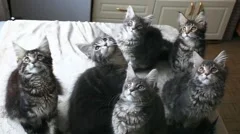Funny Maine coon cats move their heads back and forth. HD. 1920x1080