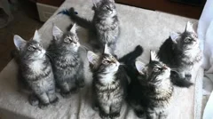 Funny Maine coon cat move their heads back and forth. HD. 1920x1080