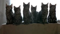 Funny Maine coon cats move their heads back and forth. HD. 1920x1080