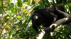 Howler Monkey Male Howling and Roaring in Jungle