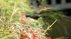 Cuban hummingbird collecting nectar