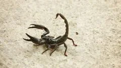 Asian forest scorpion (Heterometrus) In the position of Defense