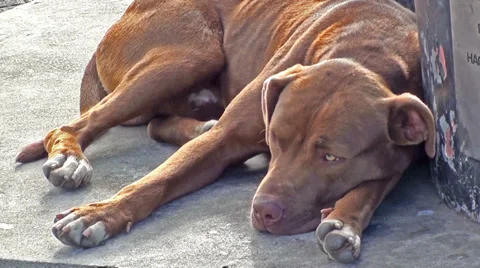0484 Dog sleeping Stock Footage 35363576