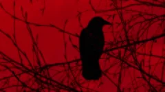 Black Raven on Tree with Red Sky - Loop