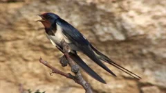 Barn Swallow Birds Singing and Chirping