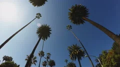 Driving Under Iconic Palm Trees In Suburban Beverly Hills California