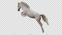 Horse red chestnut jumping. Animal isolated and includes alpha channel.