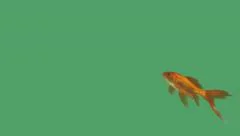Single goldfish on green screen background 4k