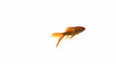 Beautiful single goldfish swimming on white background 4k