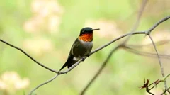 Male Ruby-throated hummingbird perched on tree limb grooms himself.